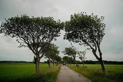 Træer langs vejen