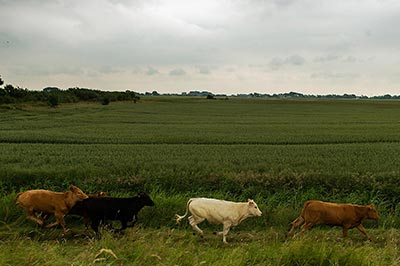 Køer løber på marken
